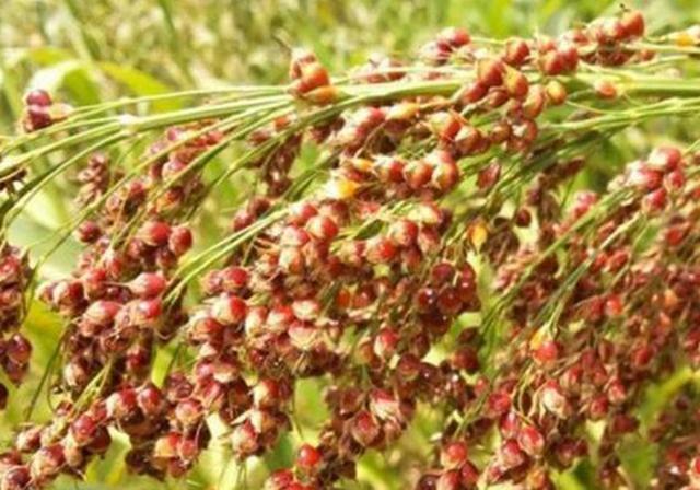 甜高粱栽培，田間管理方法有哪些