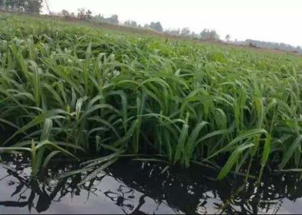 小龍蝦塘種植小米草的優(yōu)點(diǎn)和種植方法 小龍蝦塘種植小米草的優(yōu)點(diǎn)和種植方法