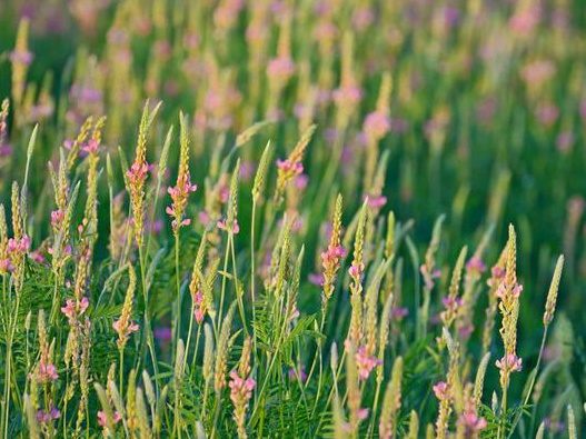 代替苜蓿的一種牧草!易養(yǎng)活,長的美,牲畜也愛吃 代替苜蓿的一種牧草!易養(yǎng)活,長的美,牲畜也愛吃