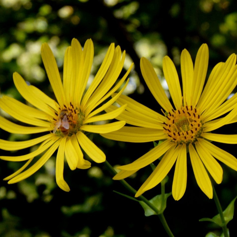 串葉松香草 串葉松香草