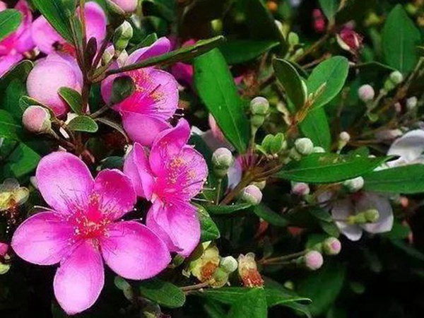 桃金娘的鑒賞與栽培養護 桃金娘的鑒賞與栽培養護