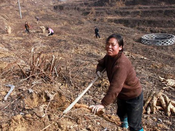 葛根扦插育苗種植的幾個步驟以及處理方法 葛根扦插育苗種植的幾個步驟以及處理方法