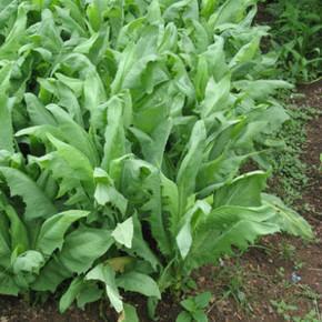 飼料牧草,苦荬菜的詳情介紹 飼料牧草,苦荬菜的詳情介紹
