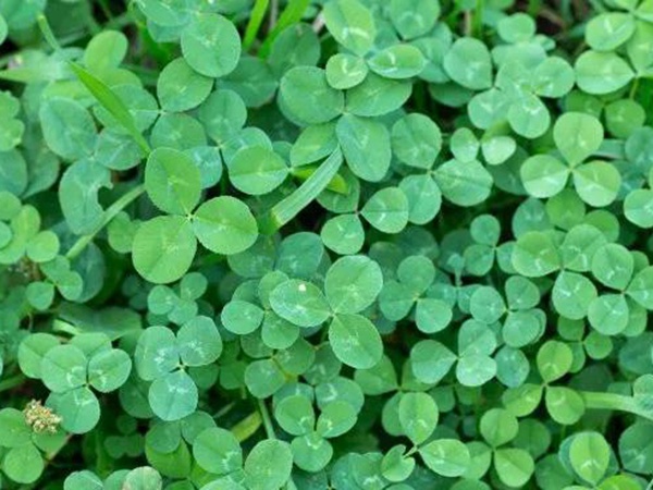 優質牧草白三葉草種——栽培技術 優質牧草白三葉草種——栽培技術