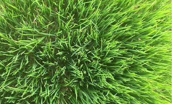 冬天適合播種的牧草——一年生黑麥草 冬天適合播種的牧草——一年生黑麥草