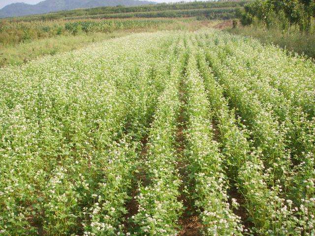 蕎麥的產(chǎn)地在哪?蕎麥的高產(chǎn)種植技術(shù)與方法 蕎麥的產(chǎn)地在哪?蕎麥的高產(chǎn)種植技術(shù)與方法