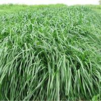 秋冬季節適合養殖種牧草嗎?種植什么牧草比較好? 秋冬季節適合養殖種牧草嗎?種植什么牧草比較好?