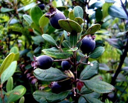 桃金娘可以人工種植嗎?桃金娘種植方法是什么? 桃金娘可以人工種植嗎?桃金娘種植方法是什么?