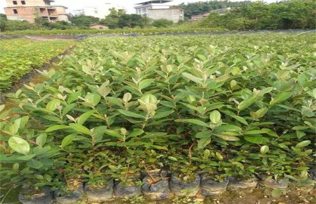 桃金娘的種植方法介紹以及栽培管理 桃金娘的種植方法介紹以及栽培管理