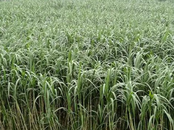 甜象草種子的播種管理方法以及青貯方法 甜象草種子的播種管理方法以及青貯方法