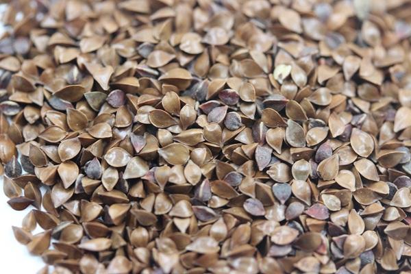 雜交育成的牧草種子,魯梅克斯種子的播種技術與方法 雜交育成的牧草種子,魯梅克斯種子的播種技術與方法