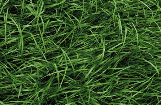 庭院草坪|院子里的天然草坪建植及養(yǎng)護(hù)方法 庭院草坪|院子里的天然草坪建植及養(yǎng)護(hù)方法