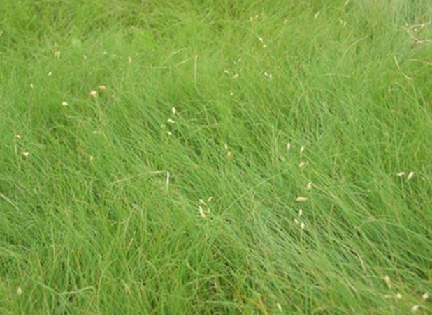 野牛草種植這幾個步驟一定要掌握好,種植就比較簡單 野牛草種植這幾個步驟一定要掌握好,種植就比較簡單