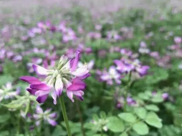 誤入人間的天使——紫衣花海的紫云英 誤入人間的天使——紫衣花海的紫云英