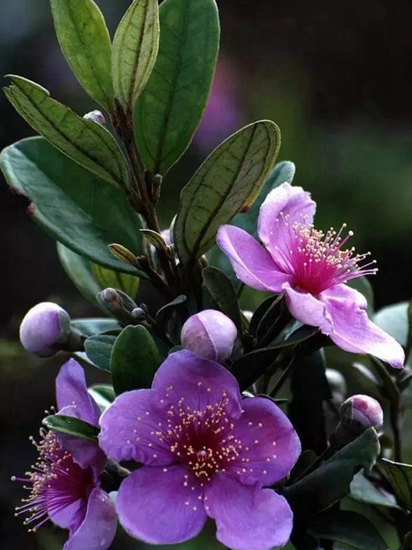 桃金娘的鑒賞與栽培養護 桃金娘的鑒賞與栽培養護