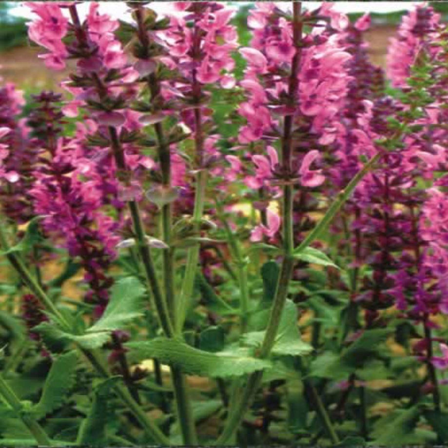 粉萼鼠尾草 粉萼鼠尾草