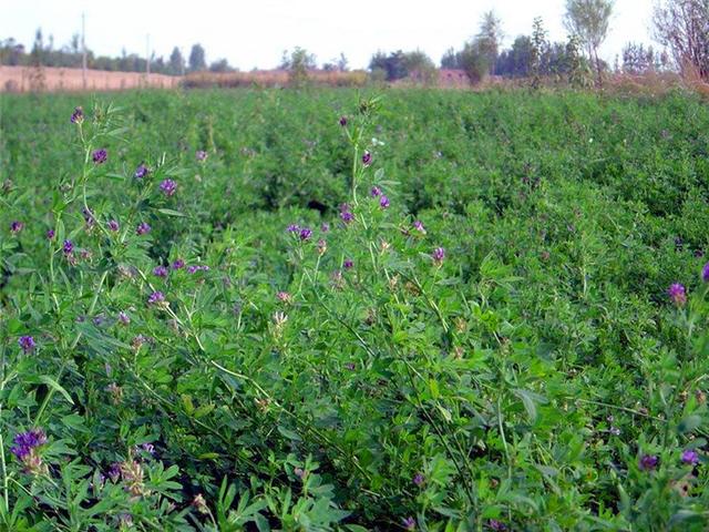 紫花苜蓿的種植技術介紹以及種植管理方法 紫花苜蓿的種植技術介紹以及種植管理方法