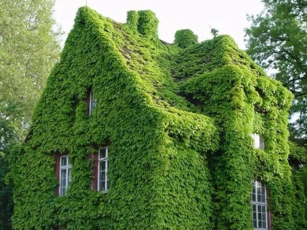 爬山虎如何種,爬山虎種植方法有哪些? 爬山虎如何種,爬山虎種植方法有哪些?