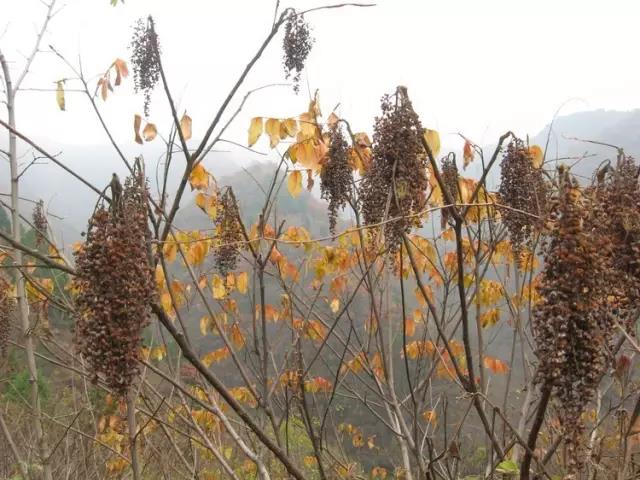 江陰鄉(xiāng)土植物——鹽膚木灌木 江陰鄉(xiāng)土植物——鹽膚木灌木
