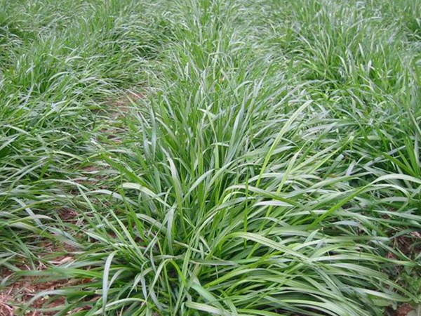 種植牧草需要注意的地方有很多,需要注意什么? 種植牧草需要注意的地方有很多,需要注意什么?