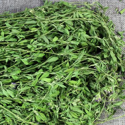 紫花苜蓿的高效栽培管理方法和加工技術 紫花苜蓿的高效栽培管理方法和加工技術