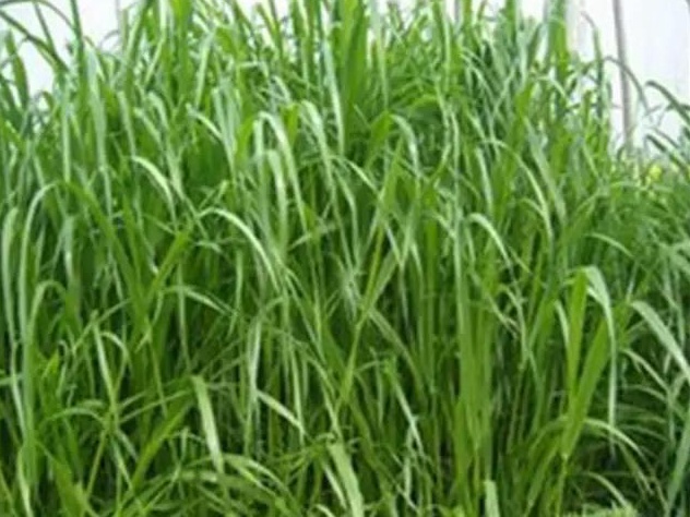 牧草種子——湖南稷子特性以及栽培技術 牧草種子——湖南稷子特性以及栽培技術