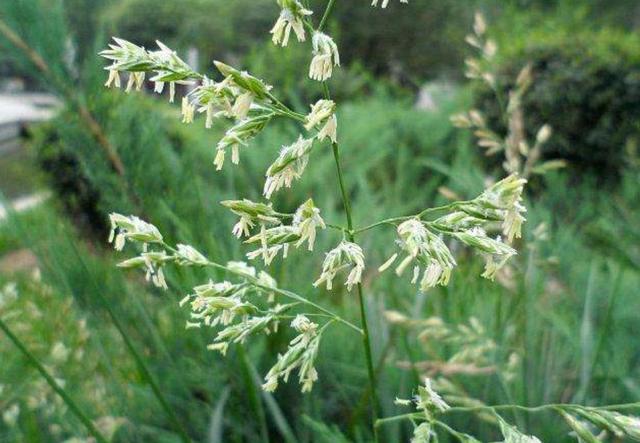 一次種植，多次收益的優(yōu)質(zhì)牧草——多年生黑麥草