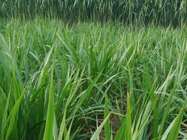 皇竹草種植經(jīng)濟(jì)效益有哪些？作用是什么？