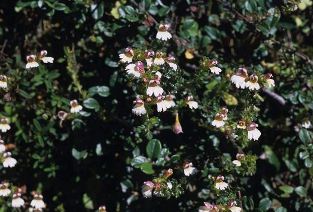 要想小米草種的好,要學(xué)會(huì)種植的技巧與方法 要想小米草種的好,要學(xué)會(huì)種植的技巧與方法