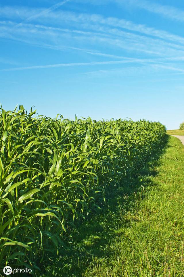 牛羊愛吃的蘇丹草,獲得高產量牧草需要這樣種植 牛羊愛吃的蘇丹草,獲得高產量牧草需要這樣種植