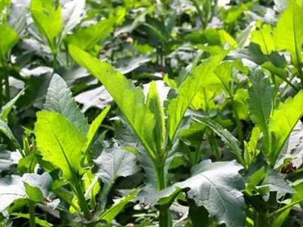 串葉松香草的營養價值以及栽培技術介紹 串葉松香草的營養價值以及栽培技術介紹