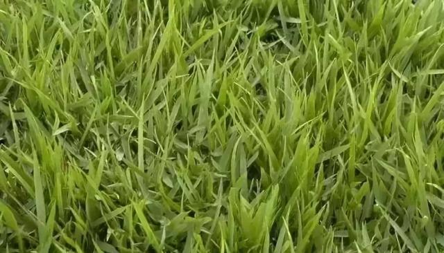 花園草坪的種植方法與養護管理經驗 花園草坪的種植方法與養護管理經驗