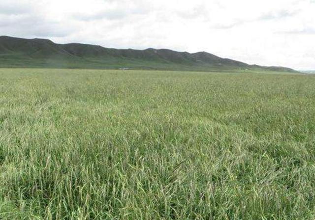 耐活堿草農(nóng)作物,要知道它的生物特性,種植起來很簡單 耐活堿草農(nóng)作物,要知道它的生物特性,種植起來很簡單