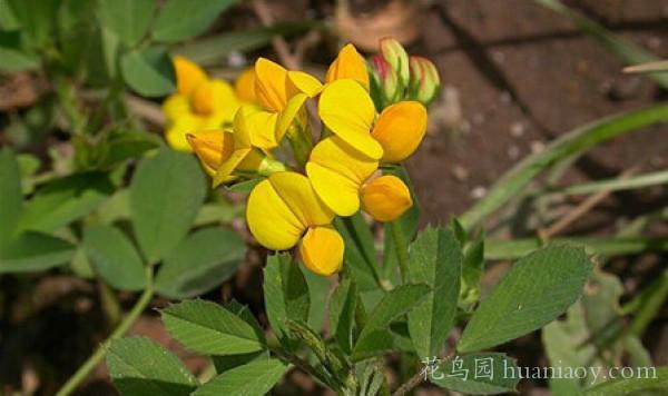 百脈根的養殖方法和播種市注意事項 百脈根的養殖方法和播種市注意事項