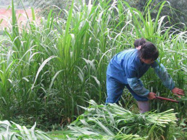 最適合養(yǎng)牛的四種牧草有哪些 最適合養(yǎng)牛的四種牧草有哪些