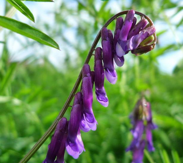 光葉紫花苕的植物學特征及生物學特性經濟價值 光葉紫花苕的植物學特征及生物學特性經濟價值