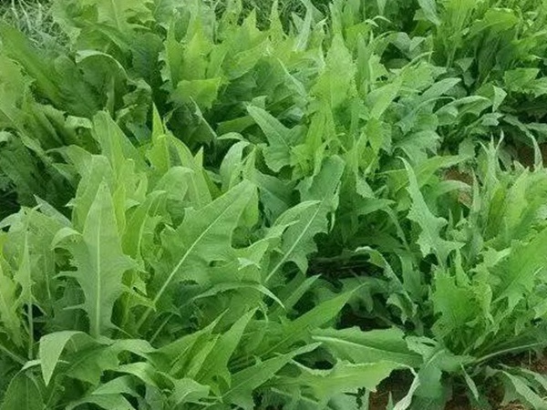 苦荬菜的栽培技術與播種方法 苦荬菜的栽培技術與播種方法