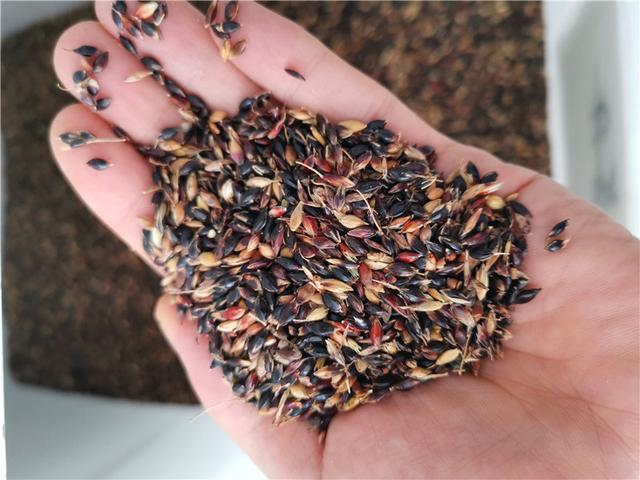 暖季型牧草，蘇丹草種植簡單介紹