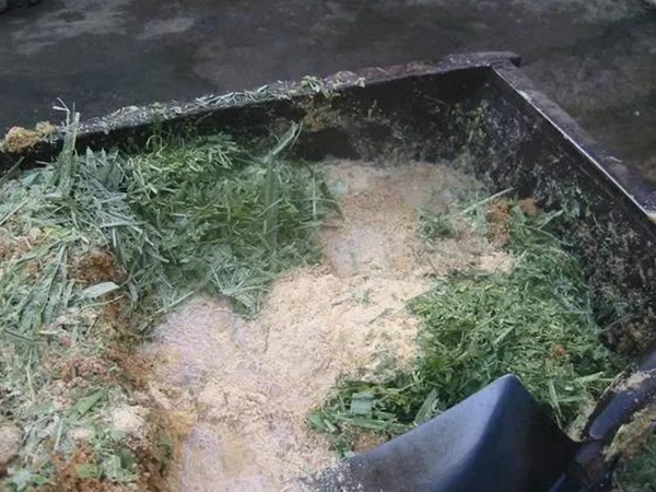 甜象草種子的播種管理方法以及青貯方法 甜象草種子的播種管理方法以及青貯方法