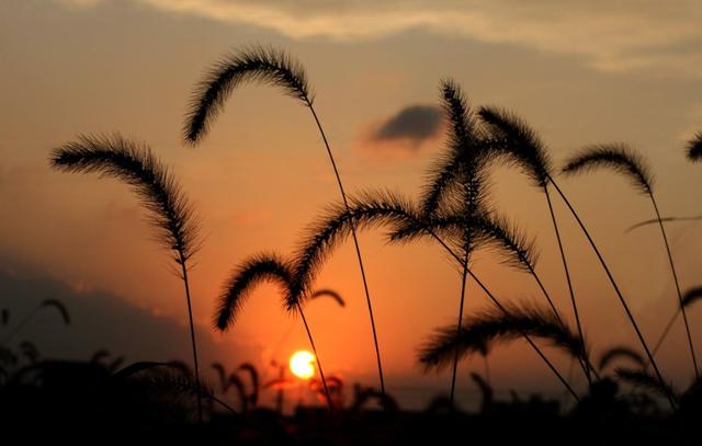 狗尾巴草用途居然還有這么多的 狗尾巴草用途居然還有這么多的