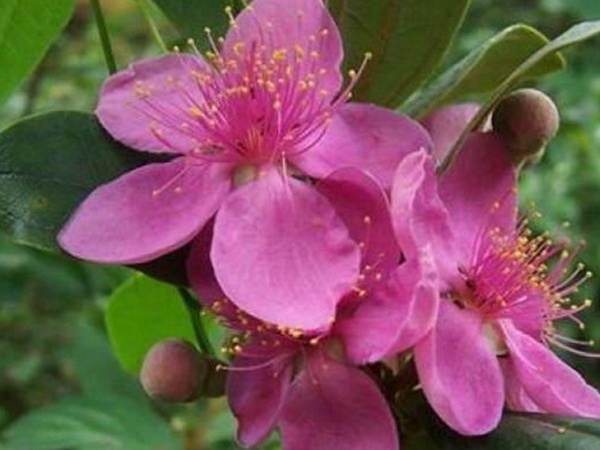 桃金娘的養(yǎng)殖方法和注意事項，有什么需要注意的