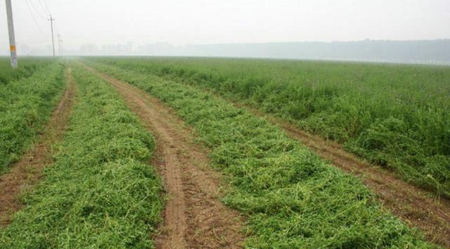 牧草之王—紫花苜蓿高產培育技術 牧草之王—紫花苜蓿高產培育技術