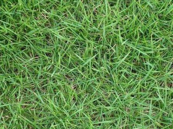 哪個公司有賣百慕大種子?種植后幾天可以發芽? 哪個公司有賣百慕大種子?種植后幾天可以發芽?