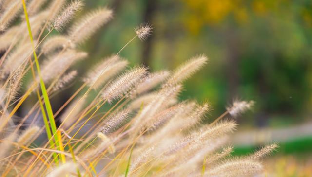 狗尾巴草用途居然還有這么多的 狗尾巴草用途居然還有這么多的