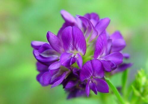 目前紫花苜蓿價格大概需要多少錢一噸?種植技術要點有哪些? 目前紫花苜蓿價格大概需要多少錢一噸?種植技術要點有哪些?