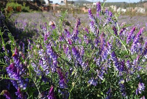 毛苕子的種植技術(shù)介紹以及播種時間 毛苕子的種植技術(shù)介紹以及播種時間