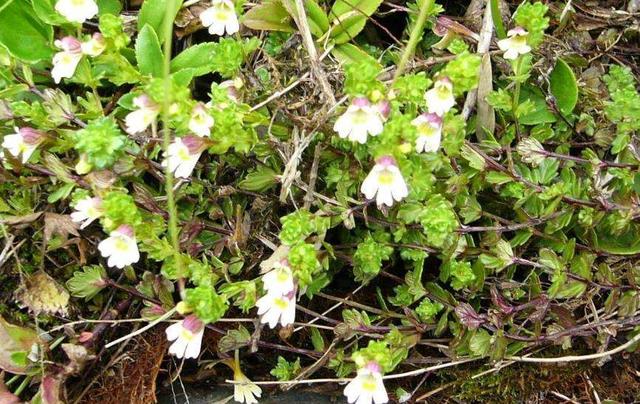 要想小米草種的好,要學(xué)會(huì)種植的技巧與方法 要想小米草種的好,要學(xué)會(huì)種植的技巧與方法