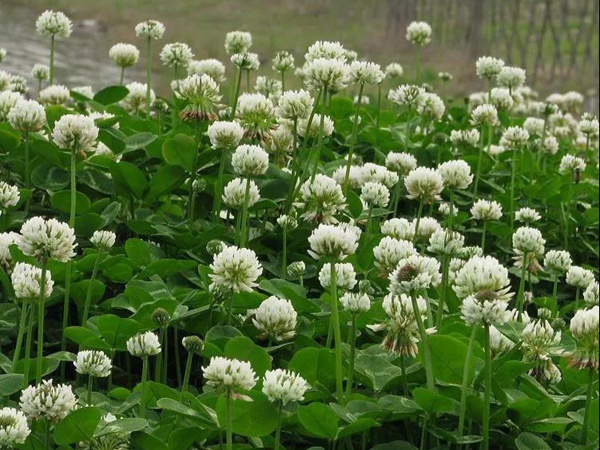 優(yōu)質(zhì)牧草白三葉草種——栽培技術(shù) 優(yōu)質(zhì)牧草白三葉草種——栽培技術(shù)