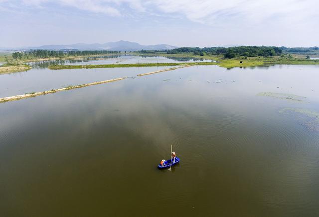 為何小米草成為龍蝦養(yǎng)殖新選擇 為何小米草成為龍蝦養(yǎng)殖新選擇
