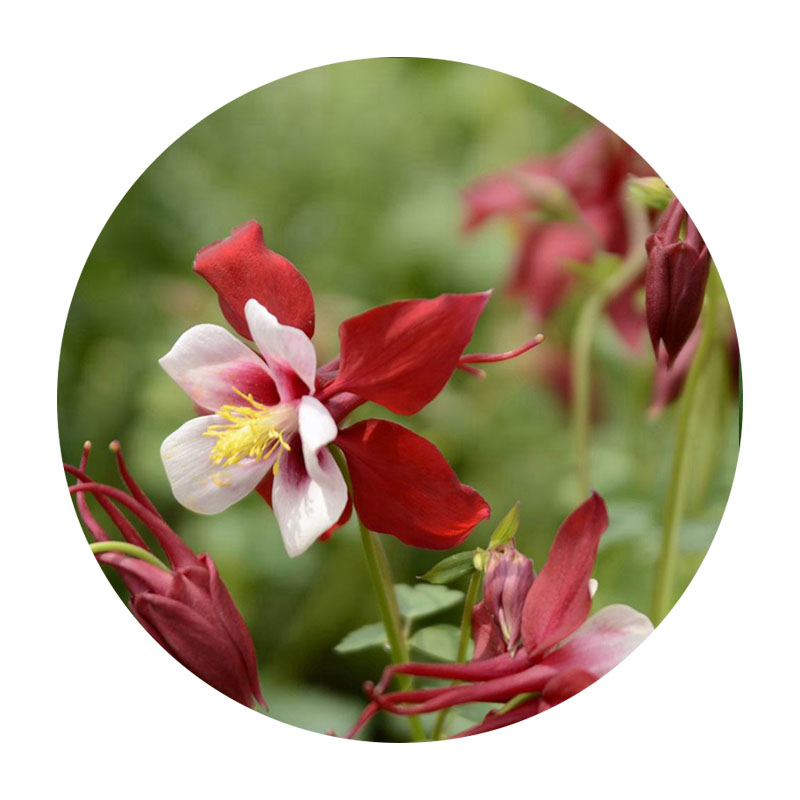 大花耬斗菜 大花耬斗菜